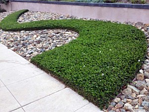 Drought tolerant sitting area
