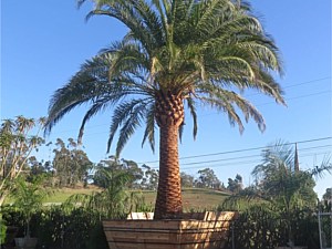 Specimen Palms for Sale