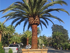 Specimen Palms for Sale