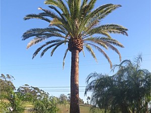 Canary Island Palm 3