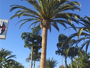 Specimen Palms for Sale