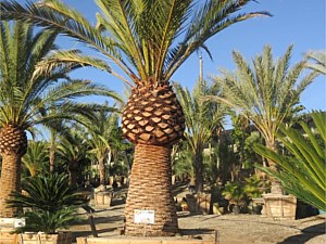 Specimen Palms for Sale