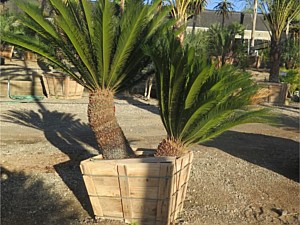 Specimen Palms for Sale