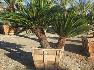 Specimen Palms for Sale