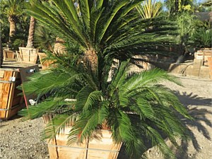 Sago Palm 3