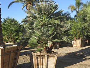 Specimen Palms for Sale