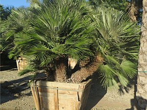 Specimen Palms for Sale