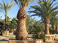 Specimen Palms for Sale