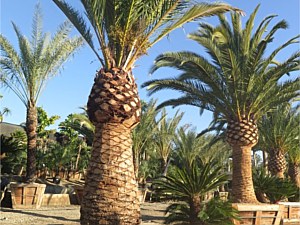 Specimen Palms for Sale