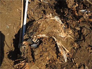Rootball vs. Drainline