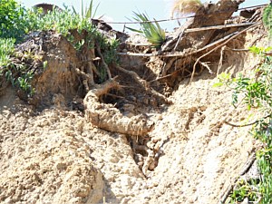 Hillside collapse #2