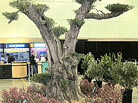 Speciman Olive Trees