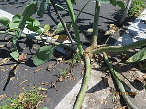 Invasive Landscape Plants