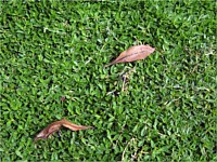 Kurapia Groundcover – A Lawn Substitute