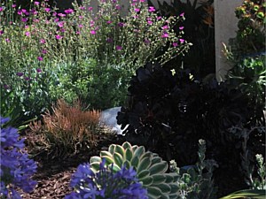 Drought Tolerant & Low Water Use Landscapes