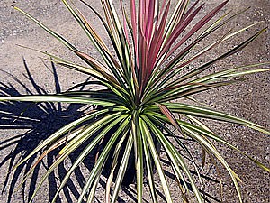 Drought Tolerant Plants