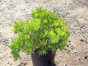 Drought Tolerant Plants