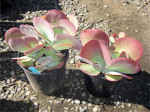 Drought Tolerant Plants