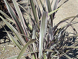 Drought Tolerant Plants