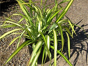 Drought Tolerant Plants