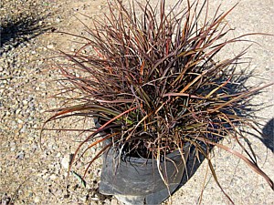 Drought Tolerant Plants