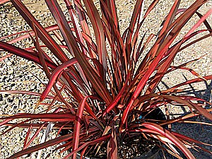 Drought Tolerant Plants