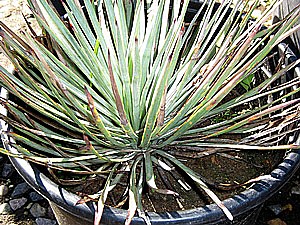 Drought Tolerant Plants