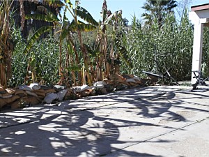 Invasive Landscape Plants