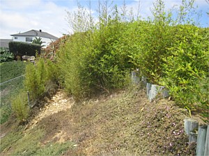 Invasive Landscape Plants