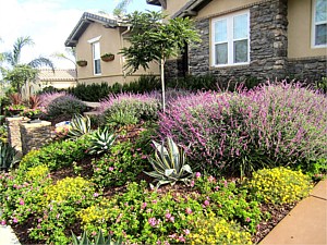 Drought Tolerant & Low Water Use Landscapes