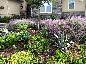 Drought Tolerant & Low Water Use Landscapes