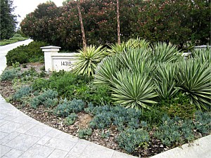 Drought Tolerant & Low Water Use Landscapes