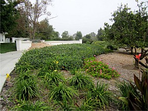 Drought Tolerant & Low Water Use Landscapes