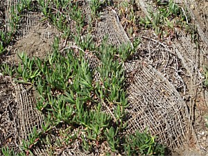 Worst groundcover to plant on an unstable slope