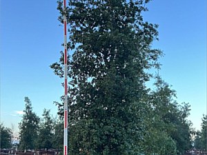 Quercus Agrifolia #1