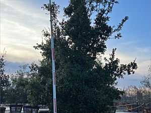 Quercus Agrifolia #2