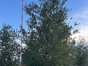 Quercus Agrifolia #3