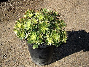 Drought Tolerant Plants