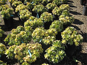 Drought Tolerant Plants