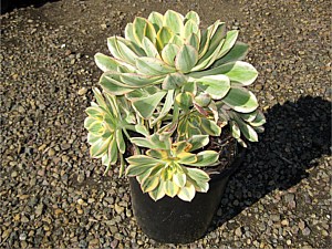 Drought Tolerant Plants