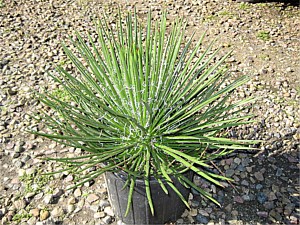 Drought Tolerant Plants