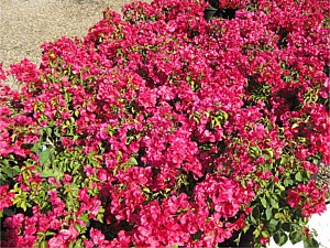 Drought Tolerant Plants