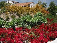 Drought Tolerant & Low Water Use Landscapes