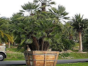 Specimen Palms for Sale