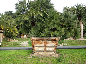 Specimen Palms for Sale