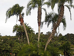 Specimen Palms for Sale