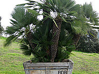 Specimen Palms for Sale