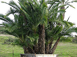 Specimen Palms for Sale