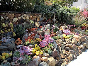 Drought Tolerant & Low Water Use Landscapes