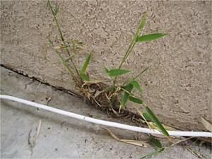 Invasive Landscape Plants